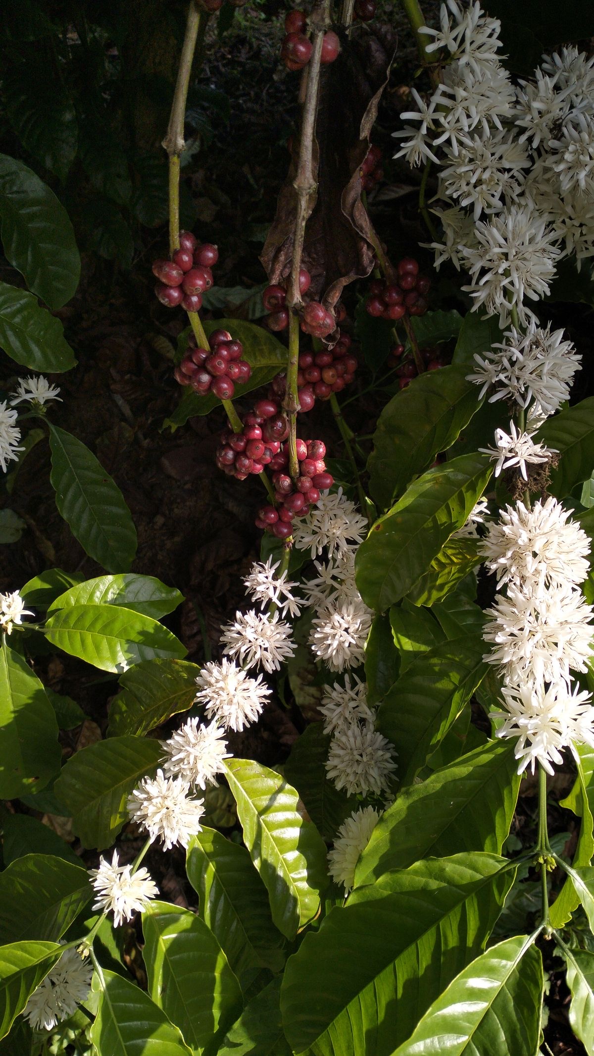 Flor y cereza de café en la finca de K-fe Barak, Arbeláez